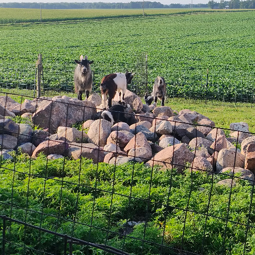 Live at Ed's Farm 2025